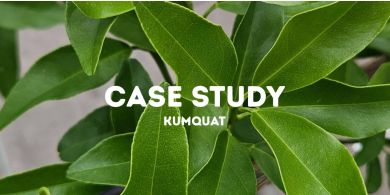 Case Study: Jak odratowaliśmy KUMQUAT Pokrzywą?